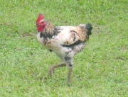 amazonian chicken